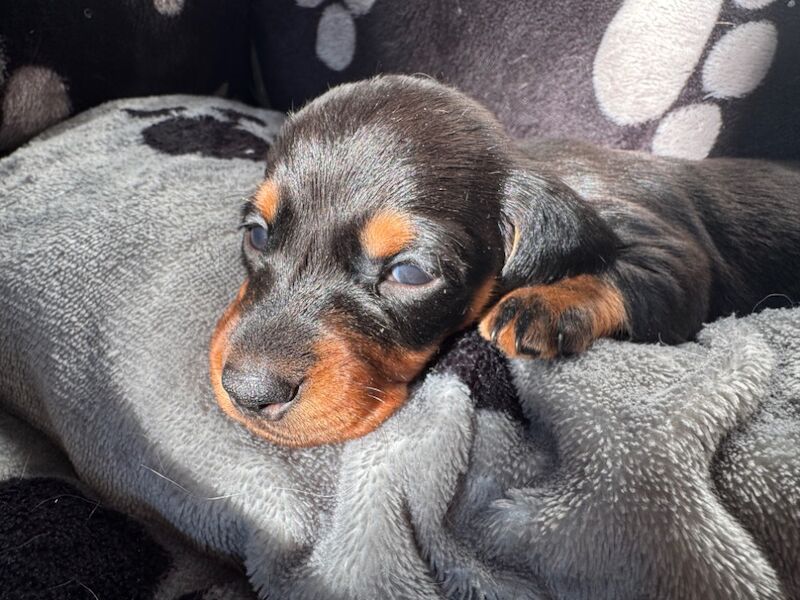 Reduced*KC, PRA clear mini dachshund puppies for sale in Witney, Oxfordshire - Image 12