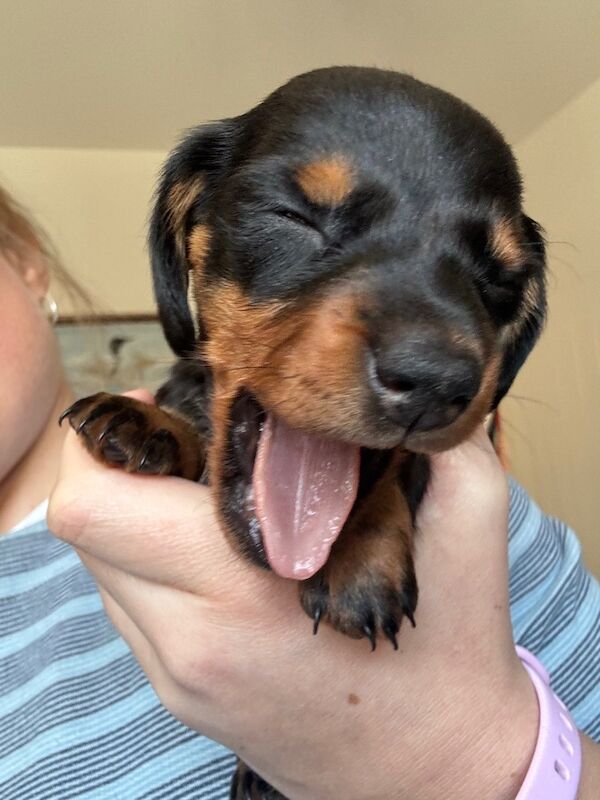 Reduced*KC, PRA clear mini dachshund puppies for sale in Witney, Oxfordshire - Image 13