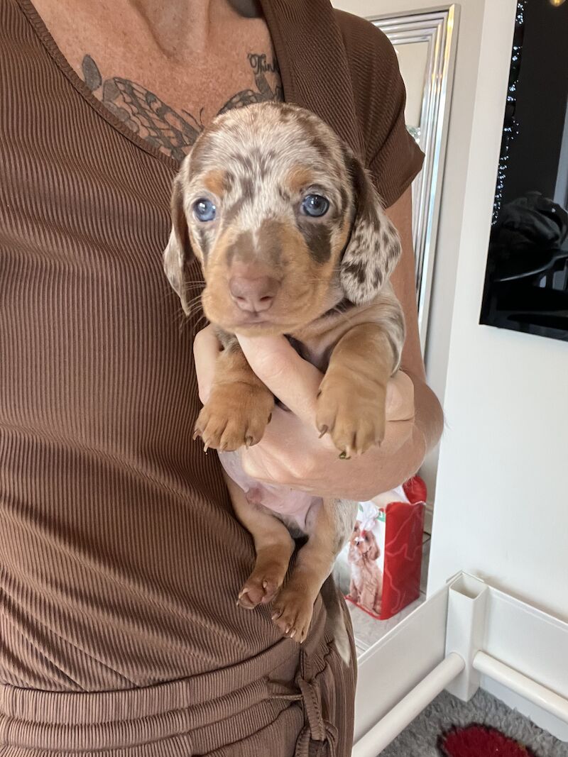 Kc pra clear mini dachshunds for sale in Liverpool, Merseyside