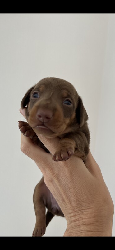 Kc pra clear mini dachshunds for sale in Liverpool, Merseyside - Image 4