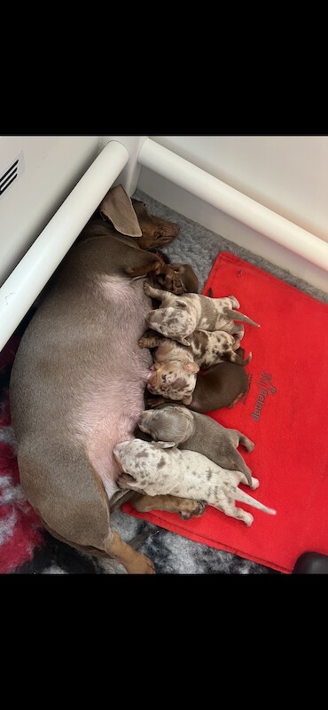 Kc pra clear mini dachshunds for sale in Liverpool, Merseyside - Image 7