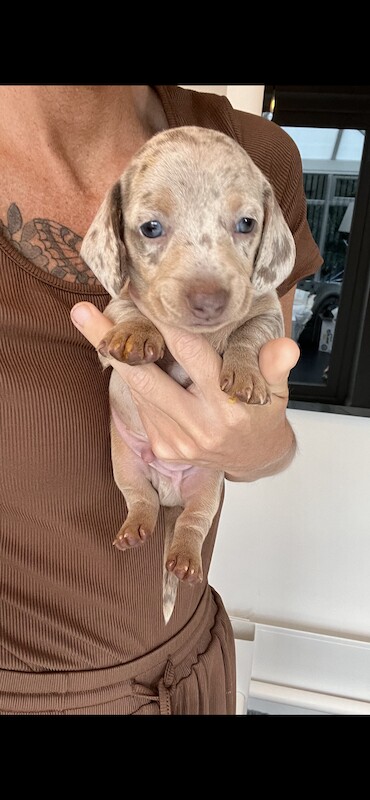 Kc pra clear mini dachshunds for sale in Liverpool, Merseyside - Image 8