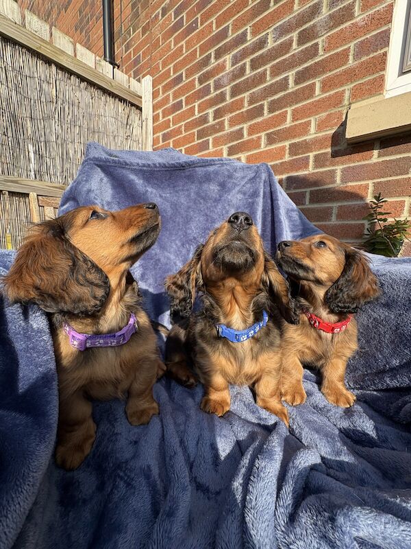 KC Reg champ shaded red mini dachshunds longhaired for sale in Kingston Park, Tyne and Wear