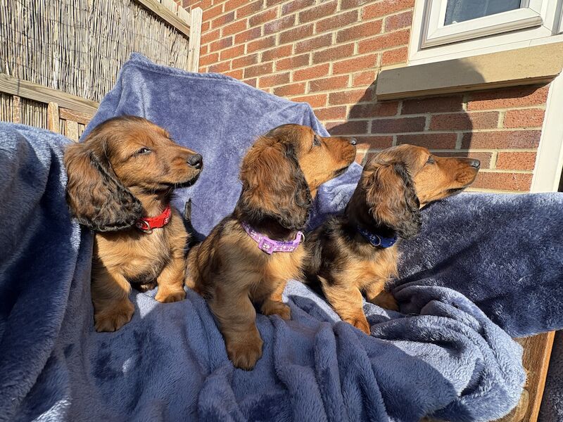 KC Reg champ shaded red mini dachshunds longhaired for sale in Kingston Park, Tyne and Wear - Image 3