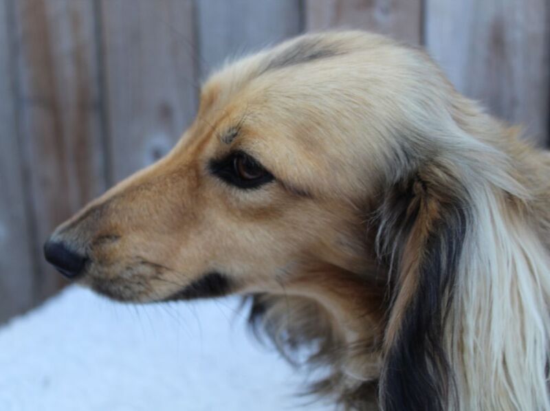 Kc reg healthtested sh cream Miniature Longhaired Dachshund Stud for sale in Wisbech, Cambridgeshire