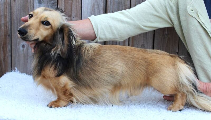 Kc reg healthtested sh cream Miniature Longhaired Dachshund Stud for sale in Wisbech, Cambridgeshire - Image 2