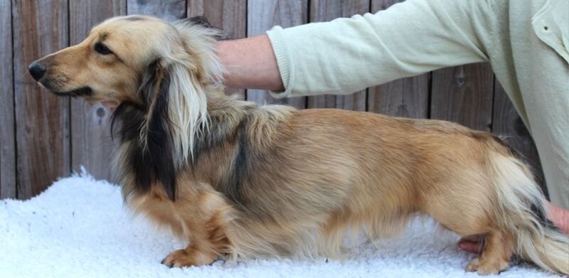 Kc reg healthtested sh cream Miniature Longhaired Dachshund Stud for sale in Wisbech, Cambridgeshire - Image 3