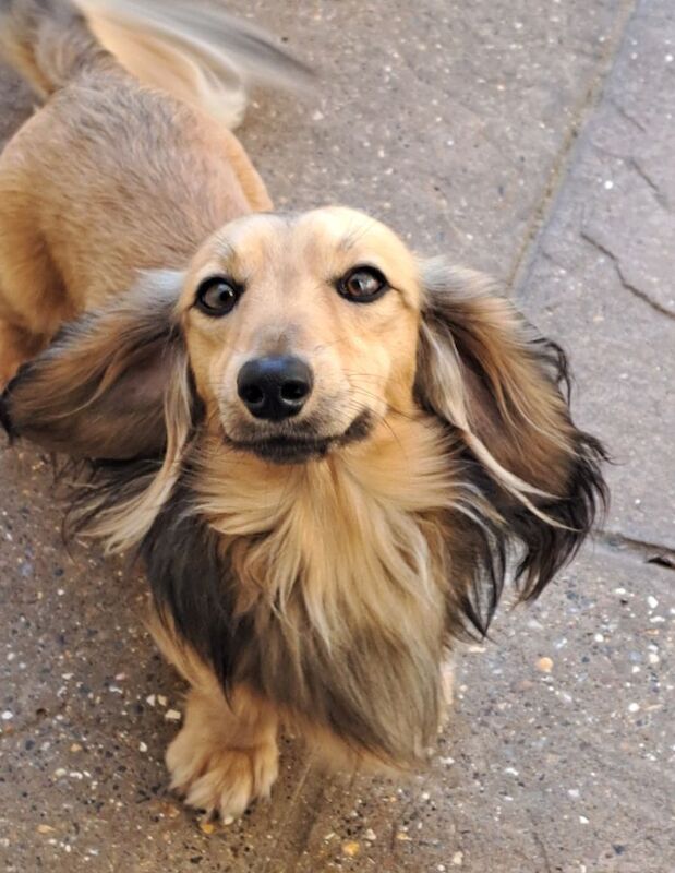 Kc reg healthtested sh cream Miniature Longhaired Dachshund Stud for sale in Wisbech, Cambridgeshire - Image 4