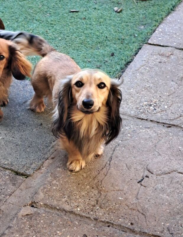 Kc reg healthtested sh cream Miniature Longhaired Dachshund Stud for sale in Wisbech, Cambridgeshire - Image 5