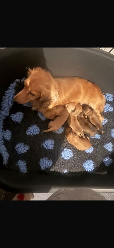 Kc reg long haired miniature Dachshund for sale in Upminster, Greater London - Image 2