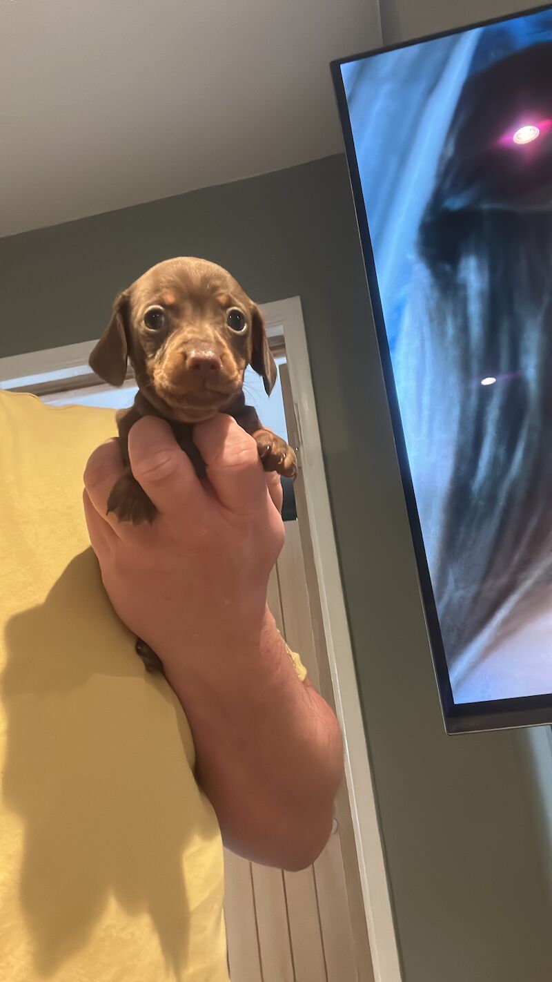 KC REG mini dachshund PRA CLEAR for sale in Havant, Hampshire