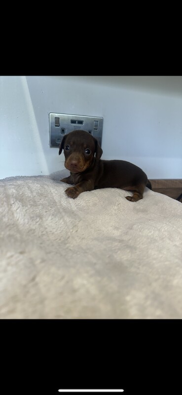 Dachshunds for sale in Havant, Hampshire