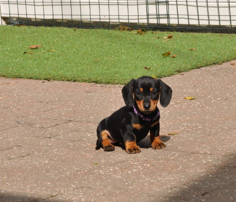 KC Reg Mini Smooth Dachshund Puppies for sale in Aberystwyth, Ceredigion