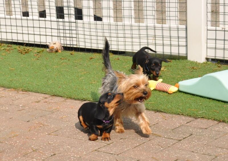 KC Reg Mini Smooth Dachshund Puppies for sale in Aberystwyth, Ceredigion - Image 2