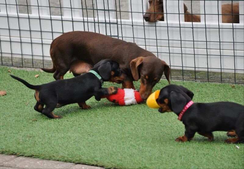 KC Reg Mini Smooth Dachshund Puppies for sale in Aberystwyth, Ceredigion - Image 3