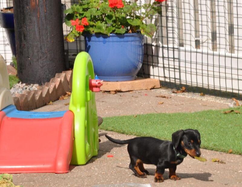 KC Reg Mini Smooth Dachshund Puppies for sale in Aberystwyth, Ceredigion - Image 4