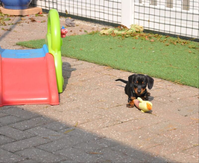 KC Reg Mini Smooth Dachshund Puppies for sale in Aberystwyth, Ceredigion - Image 5