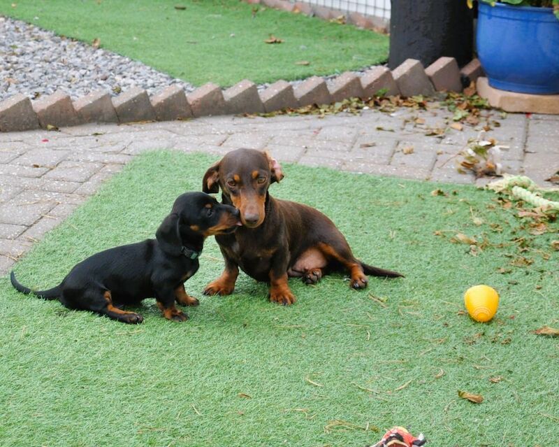 KC Reg Mini Smooth Dachshund Puppies for sale in Aberystwyth, Ceredigion - Image 6