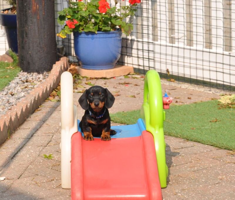 KC Reg Mini Smooth Dachshund Puppies for sale in Aberystwyth, Ceredigion - Image 7