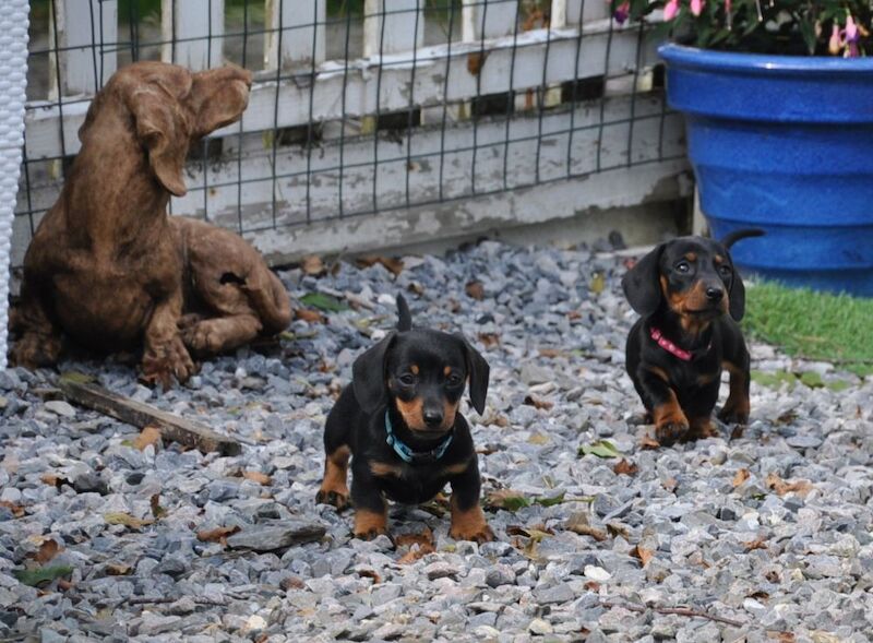 KC Reg Mini Smooth Dachshund Puppies for sale in Aberystwyth, Ceredigion - Image 8