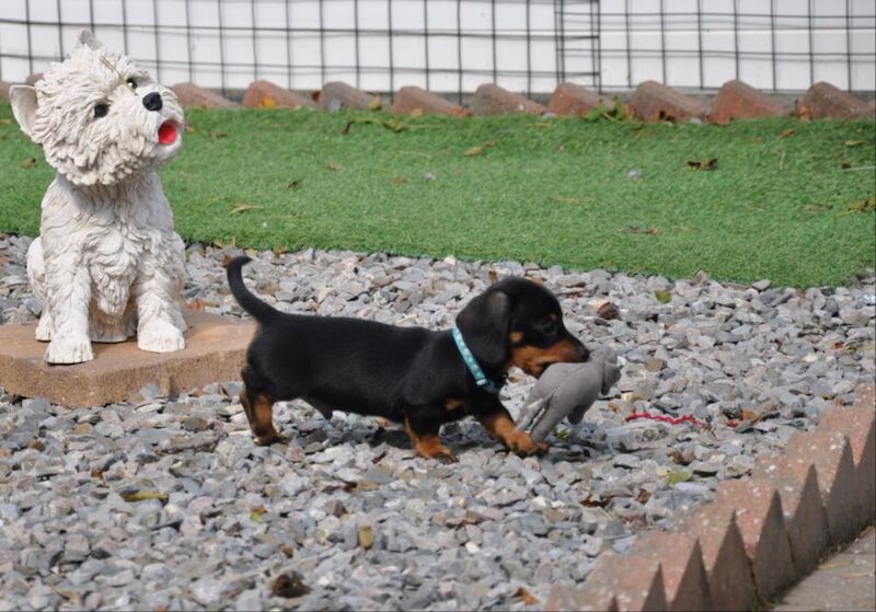 KC Reg Mini Smooth Dachshund Puppies for sale in Aberystwyth, Ceredigion - Image 9