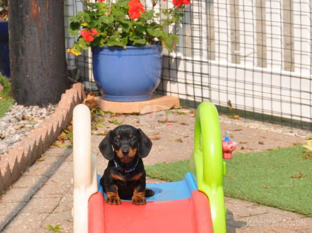 KC Reg Mini Smooth Dachshund Puppies for sale in Aberystwyth, Ceredigion