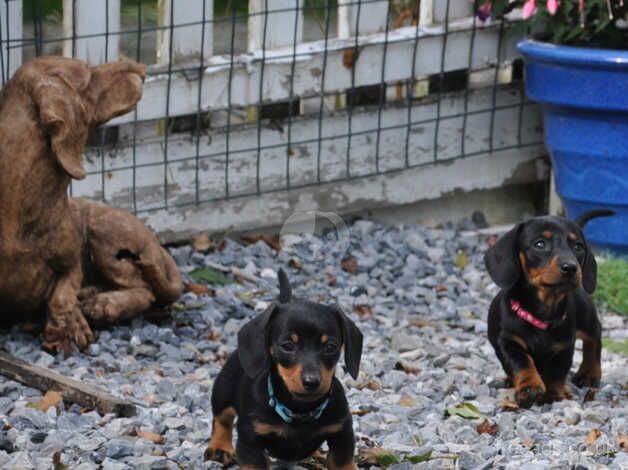 KC Reg Mini Smooth Dachshund Puppies for sale in Aberystwyth, Ceredigion - Image 2