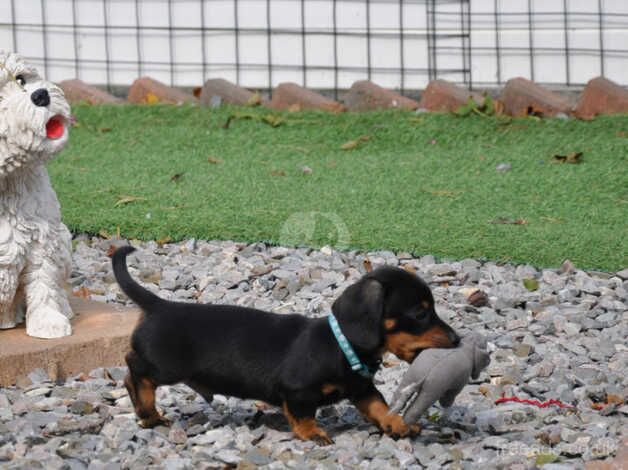 KC Reg Mini Smooth Dachshund Puppies for sale in Aberystwyth, Ceredigion - Image 3