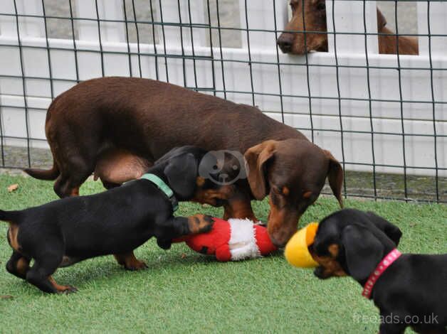 KC Reg Mini Smooth Dachshund Puppies for sale in Aberystwyth, Ceredigion - Image 4