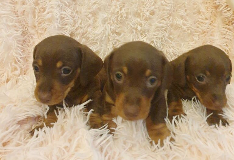 KC REG MINIATURE DACHSHUND PUPPIES for sale in Chesterfield, Derbyshire