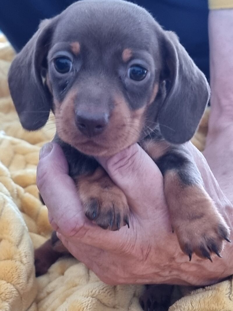 Kc reg miniature dachshund puppies for sale in Barrow-In-Furness, Cumbria