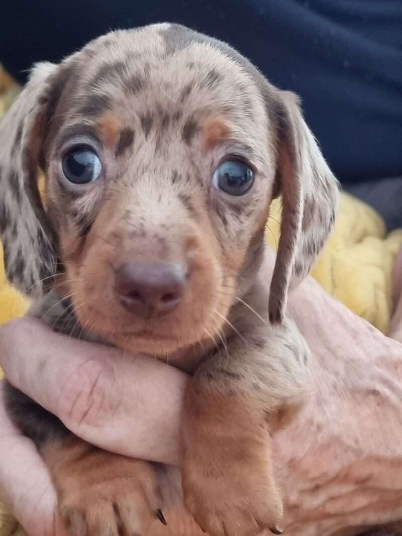 Kc reg miniature dachshund puppies for sale in Barrow-In-Furness, Cumbria - Image 2