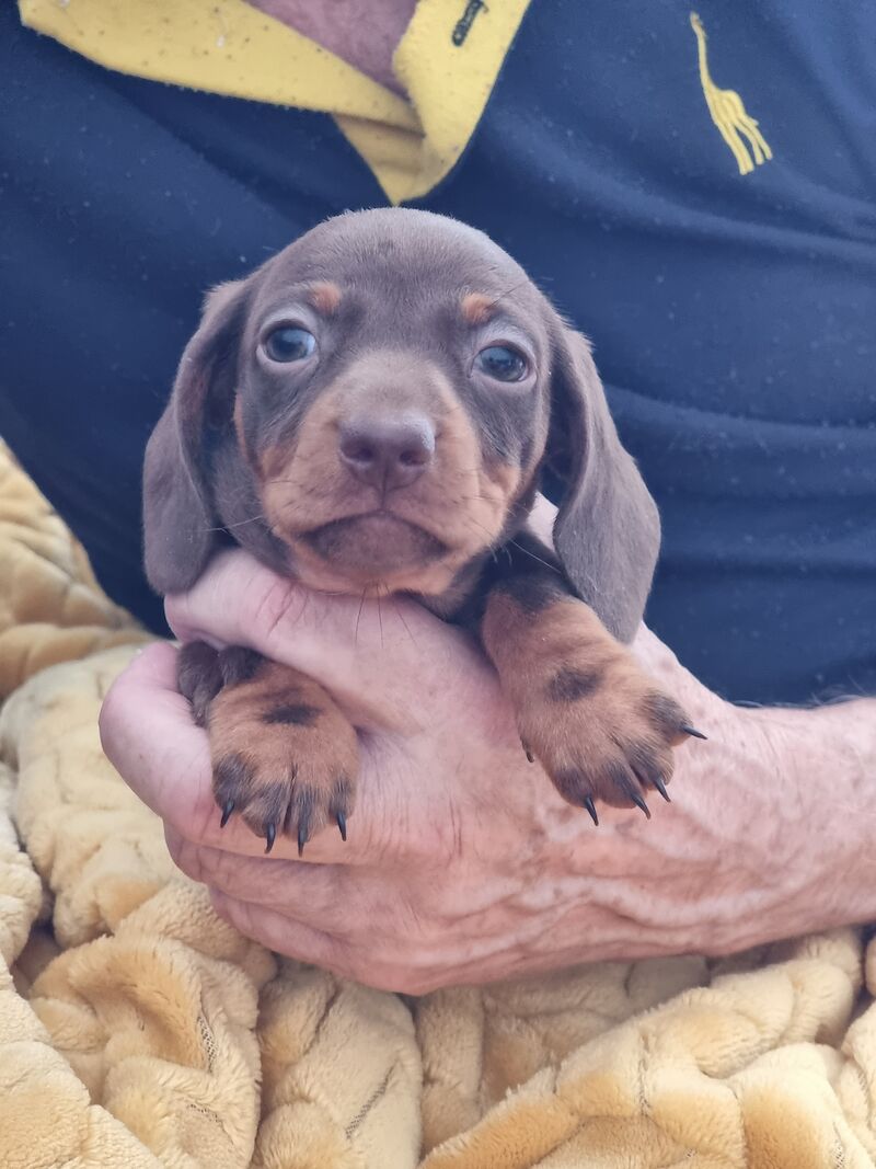 KC Registered Dachshund Puppies for sale in Cumbria