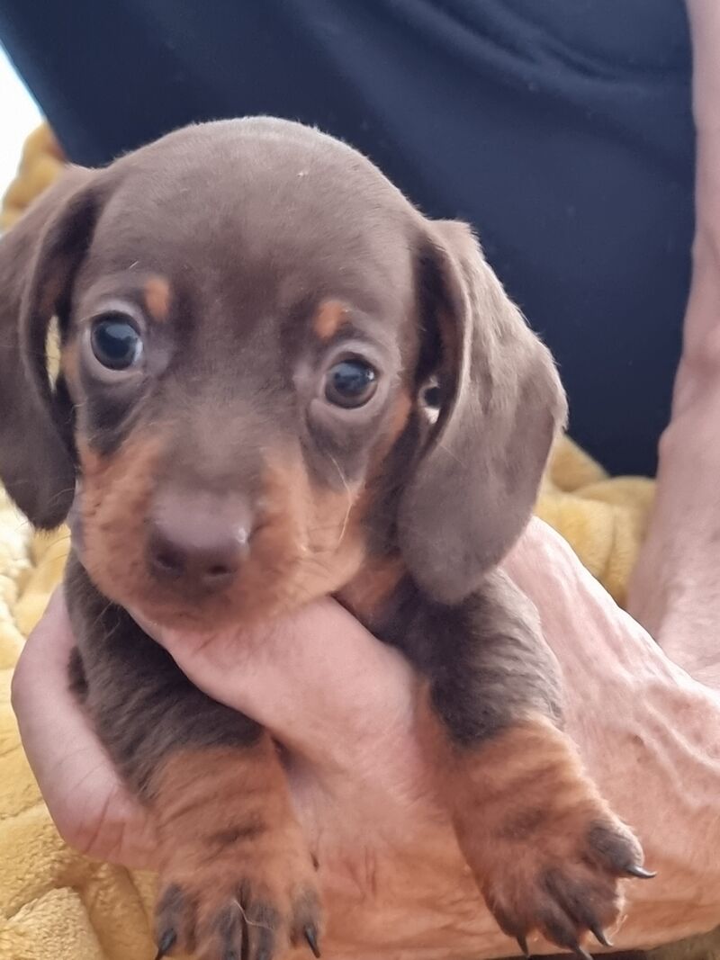 Kc reg miniature dachshund puppies for sale in Barrow-In-Furness, Cumbria - Image 4