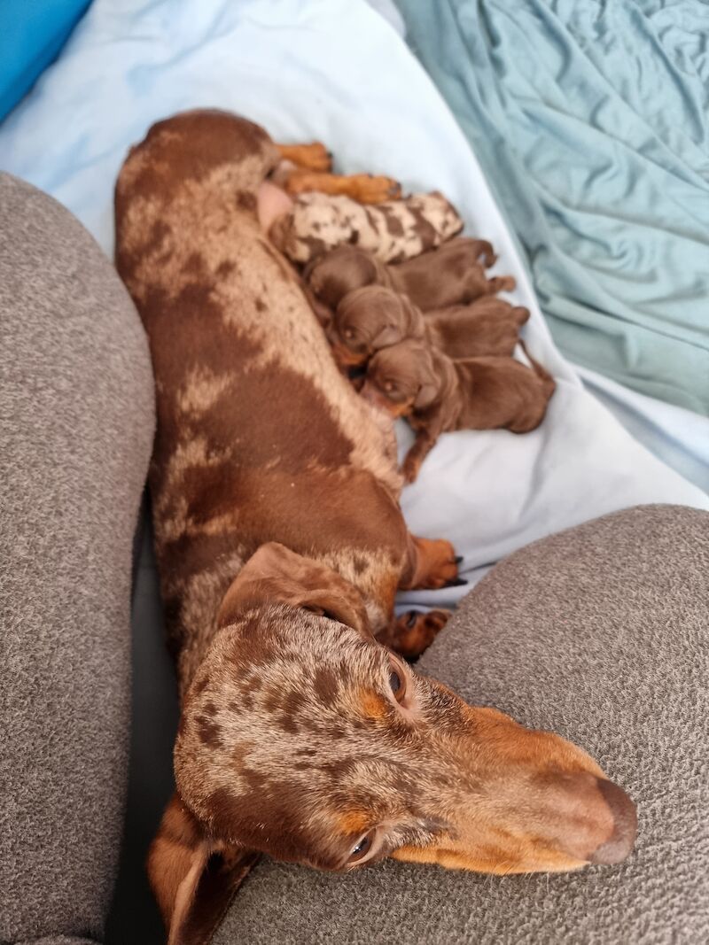 Kc reg miniature dachshund puppies for sale in Barrow-In-Furness, Cumbria - Image 5