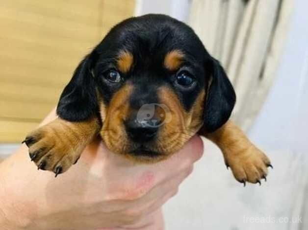 KC Reg Miniature Dachshund Puppies. for sale in Barnsley, Gloucestershire