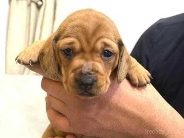 KC Reg Miniature Dachshund Puppies. for sale in Barnsley, Gloucestershire - Image 2