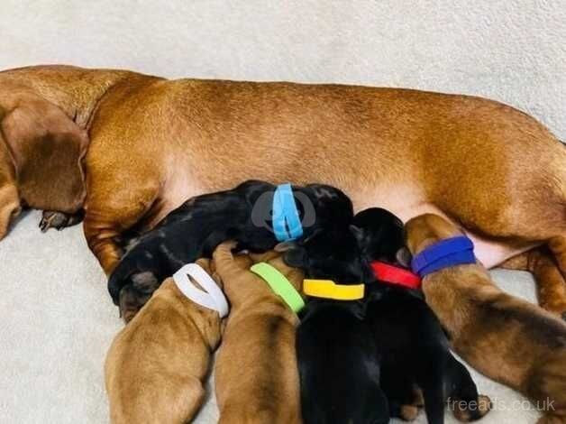 KC Reg Miniature Dachshund Puppies. for sale in Barnsley, Gloucestershire - Image 3