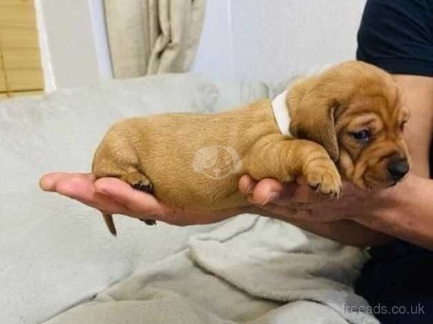 KC Reg Miniature Dachshund Puppies. for sale in Barnsley, Gloucestershire - Image 5