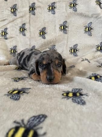 Kc reg Miniature smooth haired dachshund for sale in York, North Yorkshire
