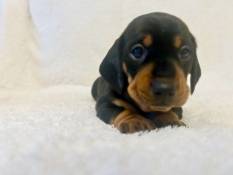 KC REG PRA CLEAR MINIATURE DACHSHUNDS for sale in Preston, Lancashire - Image 1