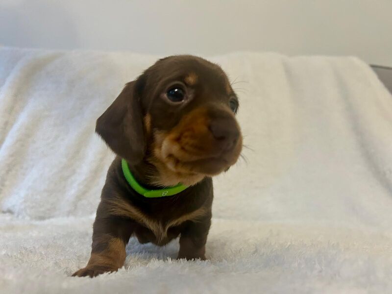 KC REG PRA CLEAR MINIATURE DACHSHUNDS for sale in Preston, Lancashire - Image 2