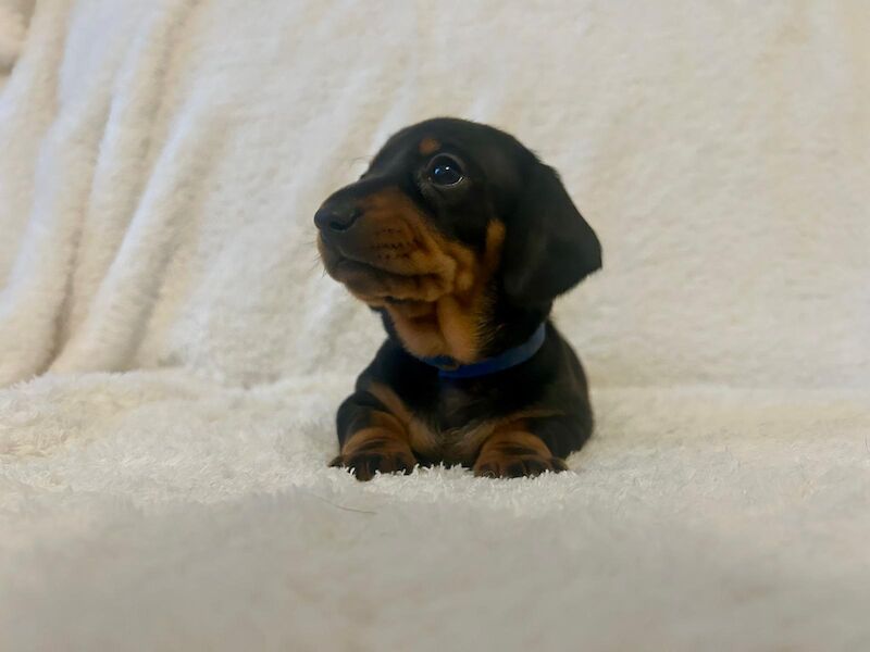 KC REG PRA CLEAR MINIATURE DACHSHUNDS for sale in Preston, Lancashire - Image 3