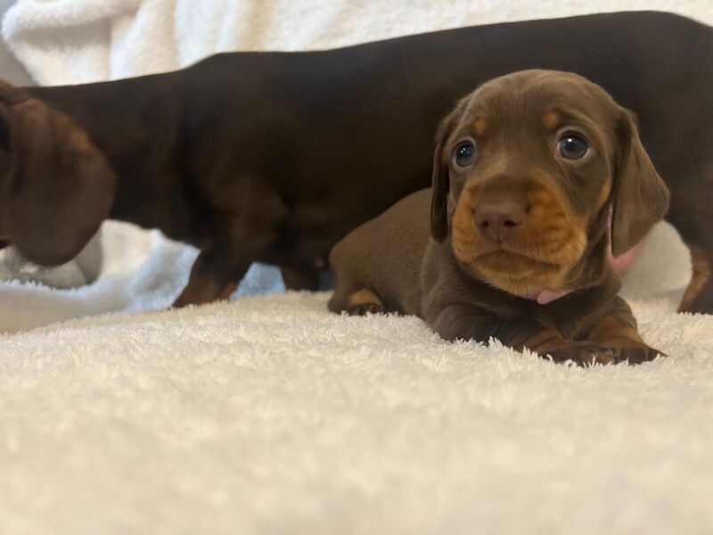 KC REG PRA CLEAR MINIATURE DACHSHUNDS for sale in Preston, Lancashire - Image 4