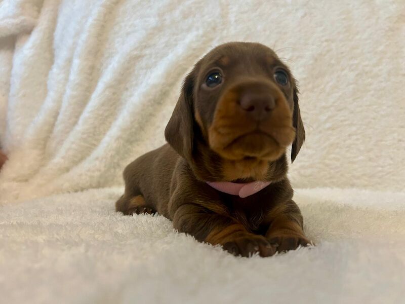 KC REG PRA CLEAR MINIATURE DACHSHUNDS for sale in Preston, Lancashire - Image 5