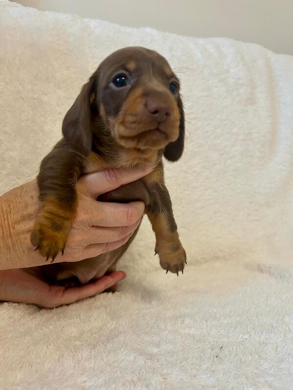 KC REG PRA CLEAR MINIATURE DACHSHUNDS for sale in Preston, Lancashire - Image 6