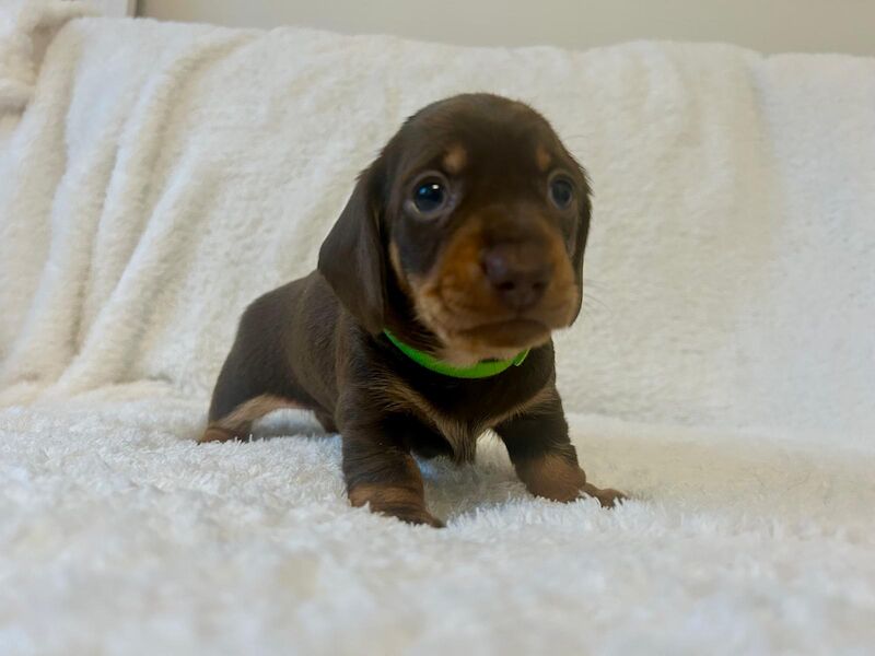 KC REG PRA CLEAR MINIATURE DACHSHUNDS for sale in Preston, Lancashire - Image 7