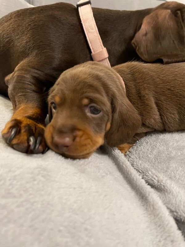 KC REG PRA CLEAR MINIATURE DACHSHUNDS for sale in Preston, Lancashire - Image 10