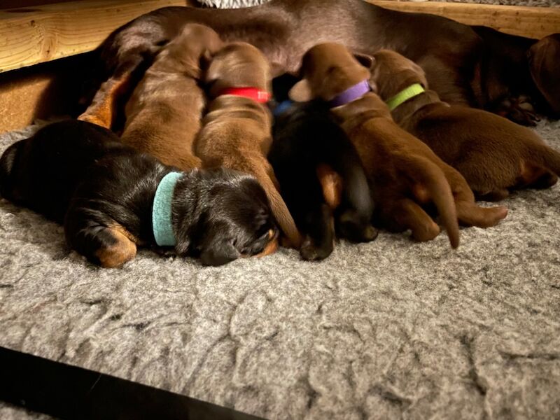 KC REG PRA CLEAR MINIATURE DACHSHUNDS for sale in Preston, Lancashire - Image 11