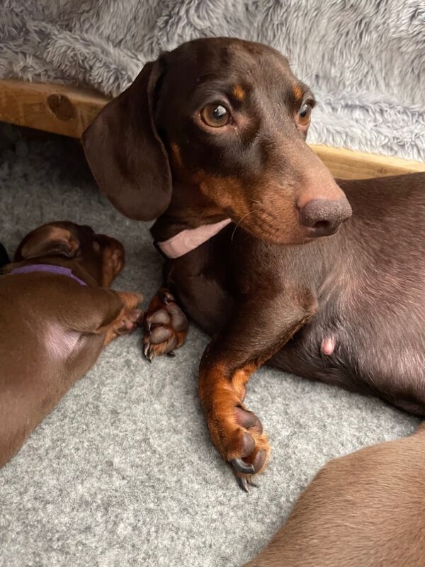 KC REG PRA CLEAR MINIATURE DACHSHUNDS for sale in Preston, Lancashire - Image 13